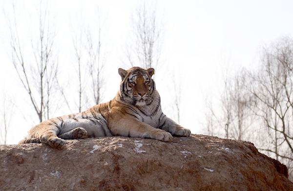 关于沈阳东北虎取得平局，展现韧性与拼搏精神的信息